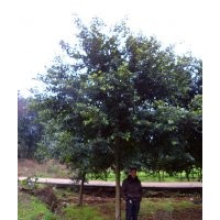 四川小葉榕，小葉榕苗圃，小葉榕種植基地