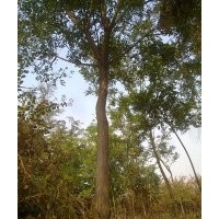 法桐、合歡、白蠟千頭椿、臭椿