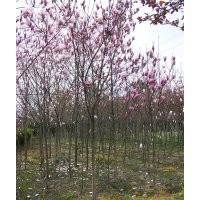 供應(yīng)精品紫玉蘭 12-15cm