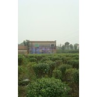 成都木槿樹 木槿