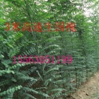 河北速生白蠟苗經(jīng)銷商河南速生白蠟苗經(jīng)銷商