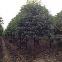 處理供應(yīng)四川精品高干八月桂