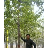 江蘇銀杏報(bào)價(jià)