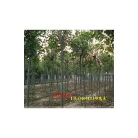 供應(yīng)大葉女貞小苗，2公分大葉女貞， 3公分大葉女貞，4公分大葉女