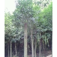 低價(jià)供應(yīng)8公分以上全冠、移植紅果冬青