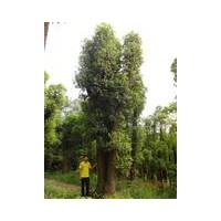 供應(yīng)多桿香樟樹(shù)
