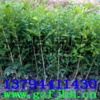 九里香苗,紅花木棉苗,多花紅千層苗,美麗紅千層苗,洋紅風(fēng)鈴木苗