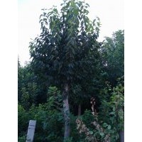 出售10-16公分杜仲