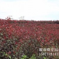 處理一批紅葉李2-5公分