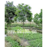 供應(yīng)海南紅豆等