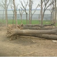 國(guó)槐 山東國(guó)槐 國(guó)槐基地 國(guó)槐價(jià)格 國(guó)槐小苗