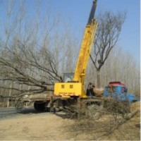 供應(yīng)15到30國(guó)槐