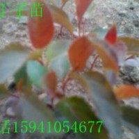 遼寧山丁子苗-遼寧123蘋果苗-遼寧紫葉海棠