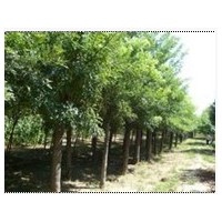 山東法桐基地速生法桐出售