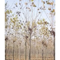 濟寧曙光苗木基地 法桐直銷商 法桐樹 法桐價格 濟寧法桐