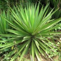 劍麻、木槿、繡線菊、玉簪、鳶尾、龍柏