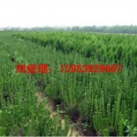 黑松苗 油松苗 側(cè)柏