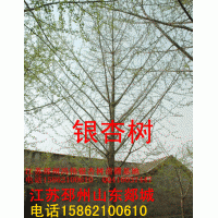銀杏樹苗木銷售