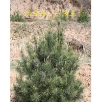 【白皮松】【供應(yīng)商白皮松】【山西白皮松】產(chǎn)地