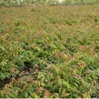 基地直銷碧桃.紫葉桃.櫻花.垂柳.構(gòu)樹.銀杏.欒樹.紫薇