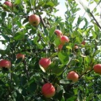 供應(yīng)各種規(guī)格蘋(píng)果樹(shù) 蘋(píng)果樹(shù)小苗 一年生兩年生蘋(píng)果樹(shù) 量大