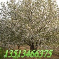 求購八棱海棠樹