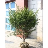 南方紅豆杉綠化樹泥球捆綁