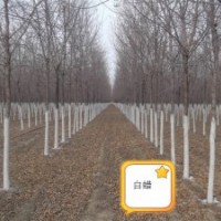 出售1-20全冠法桐；白蠟1--2年帽；全冠白蠟