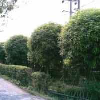 供應各種規(guī)格桂花