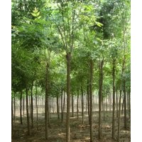 白蠟、欒樹、紫葉李、西府海棠、垂柳