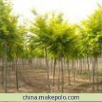 河北金葉榆 保定金葉榆 矮接金葉榆 叢生金葉榆