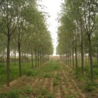 河北苗圃刺槐、紅花槐、五七香花槐、嫁接毛槐、黃金槐、紫芯槐、