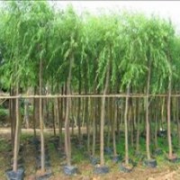 10公分饅頭柳價(jià)格20公分帶土球垂柳上海價(jià)格