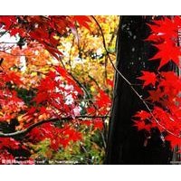 嫁接樹，大量供應銀杏葉果，銀杏盆景，大規(guī)格的其它園林綠化苗