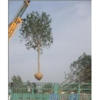 國(guó)槐 6公分國(guó)槐 7公分國(guó)槐