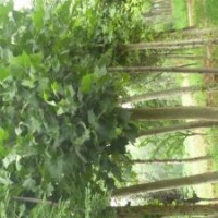 山東萬(wàn)家國(guó)槐種植基地專供5-50公分國(guó)槐