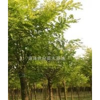 國槐樹價格 國槐樹基地 金合歡樹 金合歡基地 金合歡價格 8公分10