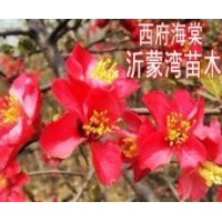 供應(yīng)木瓜海棠花、銀長壽海棠、長壽冠海棠、西府海棠、世界一海棠