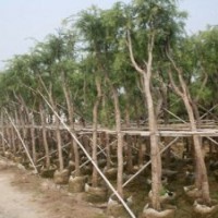 美麗異木棉、小葉攬仁、秋楓、鳳凰木、盆架子、火焰木、仁面子