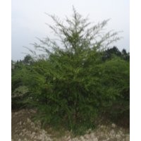 4公分南方紅豆杉