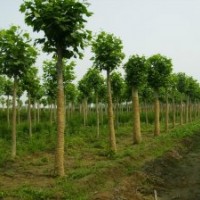 供應10公分速生法桐