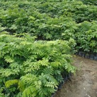 綠化樹桂花樹,樟樹,白玉蘭