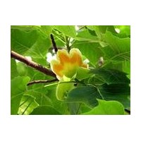 河南檜、臭椿、苦楝、千頭椿