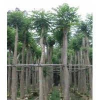 綠化苗木火焰木-基地綠化苗木火焰木