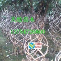 供流蘇（油根子）芽、流蘇水苗、流蘇苗、流蘇樹、造型流蘇、種苗