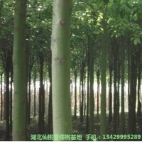 出售19公分移栽香樟樹