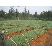 雪松價(jià)格 雪松籽播小苗 南京雪松基地價(jià)格行情