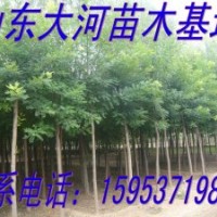 供應(yīng)1、2、3年冒國槐、白蠟、合歡、女貞、皂角