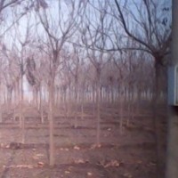 欒樹小苗培育技術(shù) 河北欒樹小苗市場行情