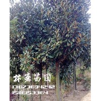 8公分廣玉蘭價(jià)格